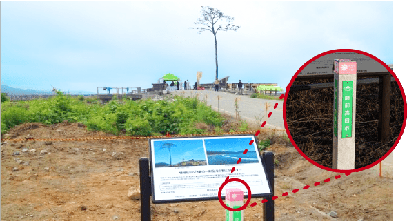 Information post in front of the miraculous single pine tree of Rikuzentakata City